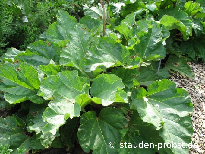 Rheum rhabarberum 'Holsteiner Blut' - Rhabarber
