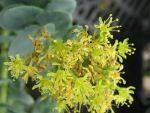 rhodiola-rosea