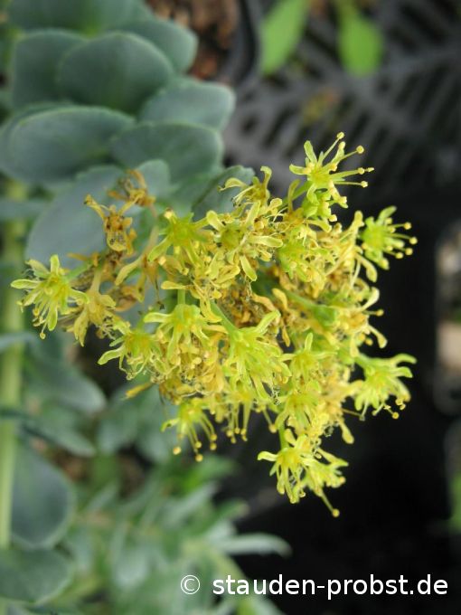 Rhodiola rosea - Rosenwurz