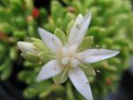 rhodiola-trollii