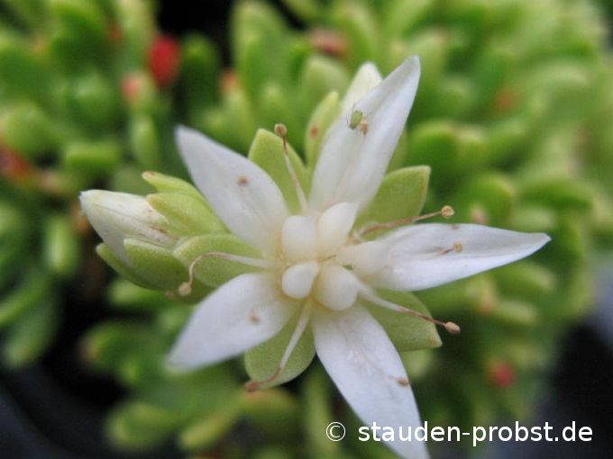 Rhodiola trollii - Rosenwurz
