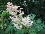 rodgersia-henrici
