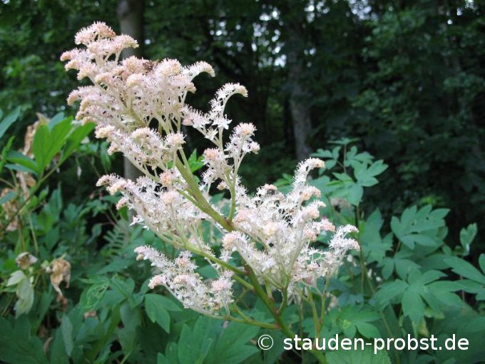 Rodgersia henrici - Henry Schaublatt