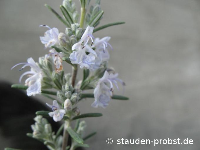 Rosmarinus officinalis 'Arp' - Rosmarin