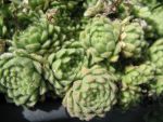 rosularia-serpentinica