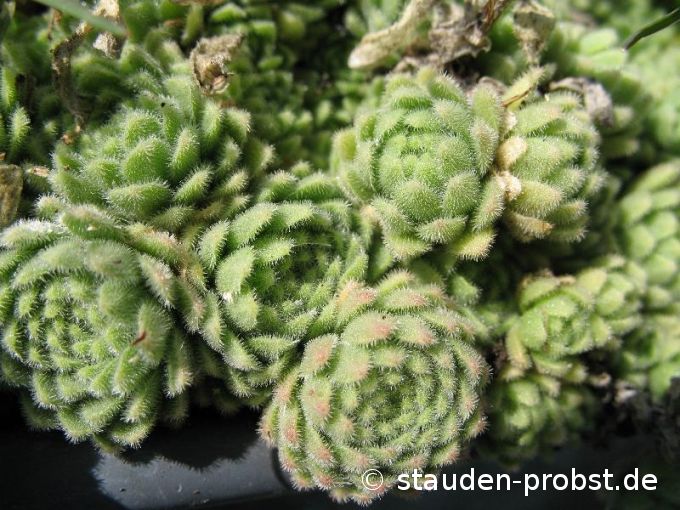 Rosularia serpentinica - Dickröschen