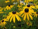 rudbeckia-fulgida-goldsturm-3