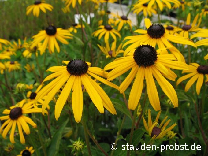 Rudbeckia fulgida v. sullivantii 'Goldsturm' - Sonnenhut