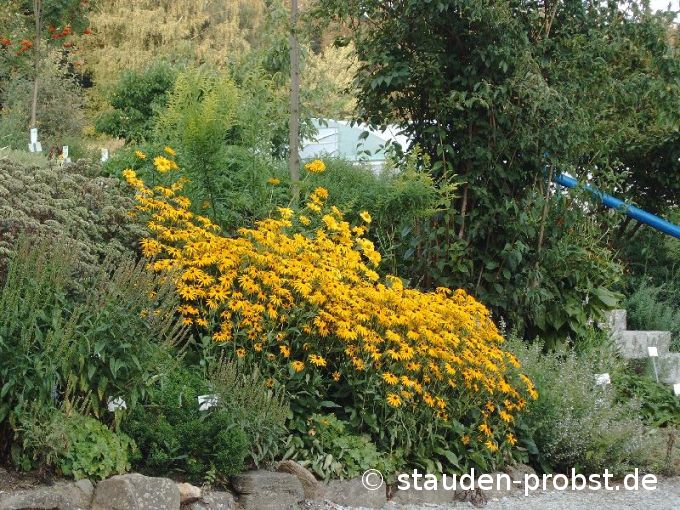 Rudbeckia fulgida v. sullivantii 'Goldsturm' - Sonnenhut