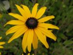 rudbeckia-fulgida-var-deamii
