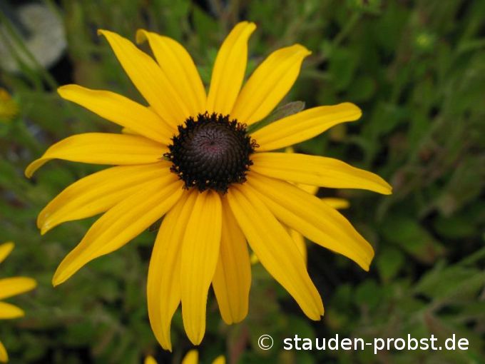 Rudbeckia fulgida var. deamii - Sonnenhut