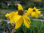 rudbeckia-nitida-juligold