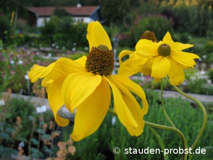 Rudbeckia nitida 'Juligold' - Hoher Sonnenhut