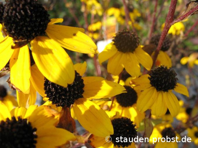Rudbeckia triloba - Zweijähriger Sonnenhut