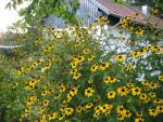 rudbeckia-triloba