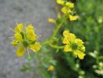 ruta-graveolens-2