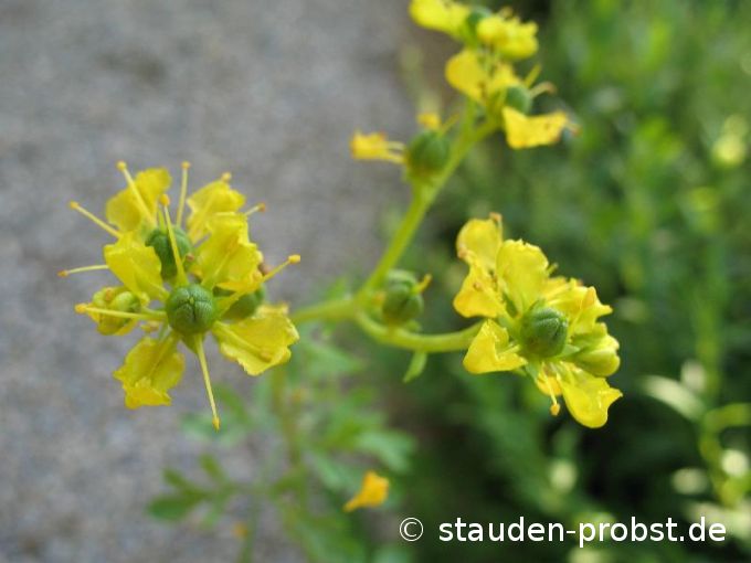 Ruta graveolens - Weinraute