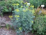 ruta-graveolens