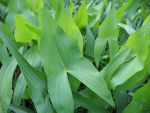 sagittaria-sagittifolia-2