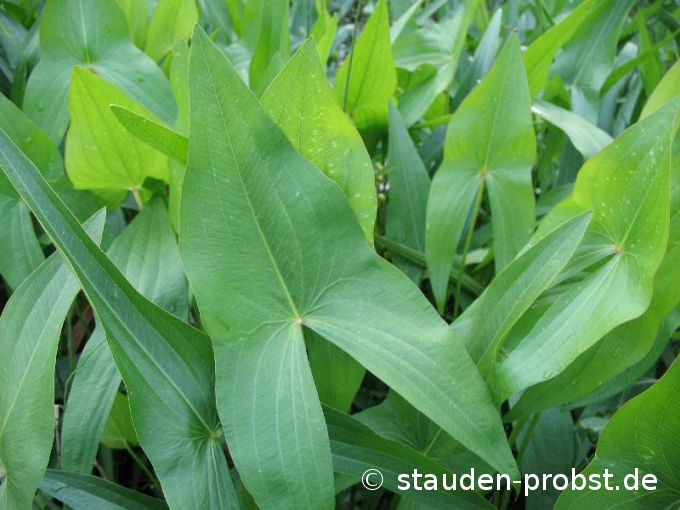 Sagittaria sagittifolia - Gemeines Pfeilkraut