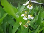 sagittaria-sagittifolia