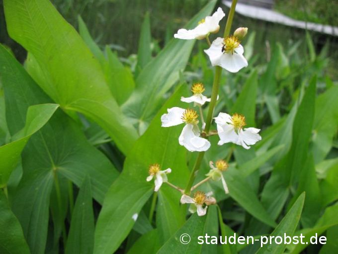 Sagittaria sagittifolia - Gemeines Pfeilkraut