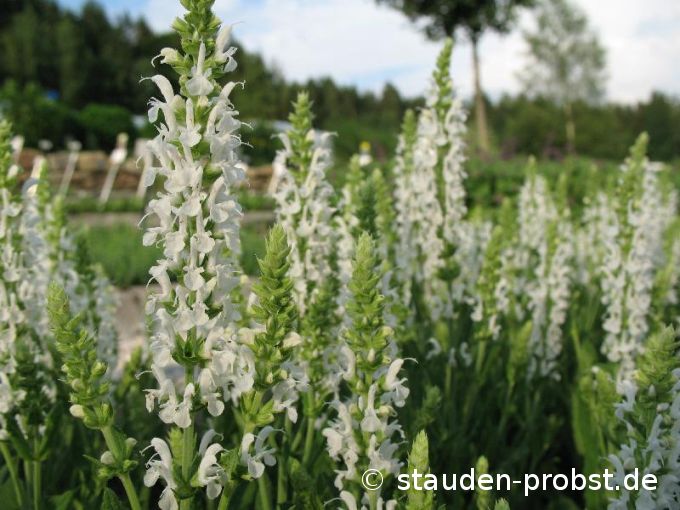 Salvia nemorosa 'Adrian's Schneehügel' - Gartensalbei