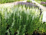 salvia-nemorosa-adrians-schneehuegel-2