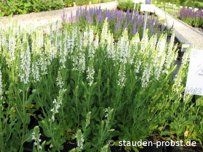 Salvia nemorosa 'Adrian's Schneehügel' - Gartensalbei