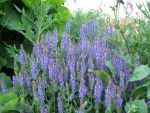salvia-nemorosa-blauhuegel-2