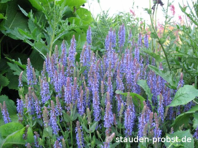 Salvia nemorosa 'Blauhügel' - Gartensalbei