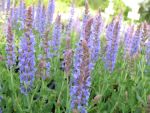 salvia-nemorosa-blauhuegel