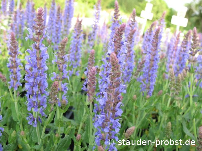 Salvia nemorosa 'Blauhügel' - Gartensalbei