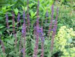 salvia-nemorosa-caradonna-2