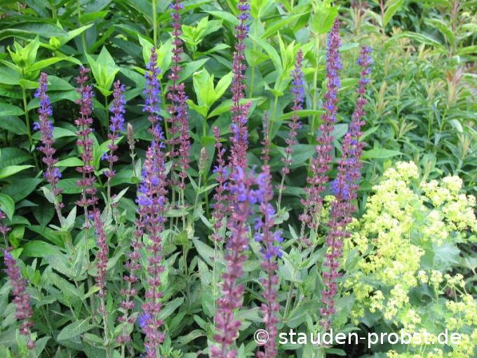Salvia nemorosa 'Caradonna' - Gartensalbei