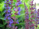 salvia-nemorosa-caradonna