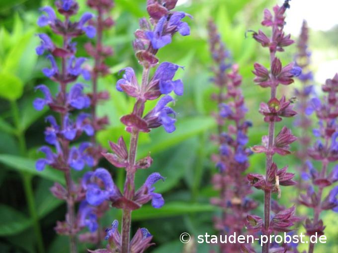 Salvia nemorosa 'Caradonna' - Gartensalbei