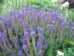 salvia-nemorosa-mainacht-2