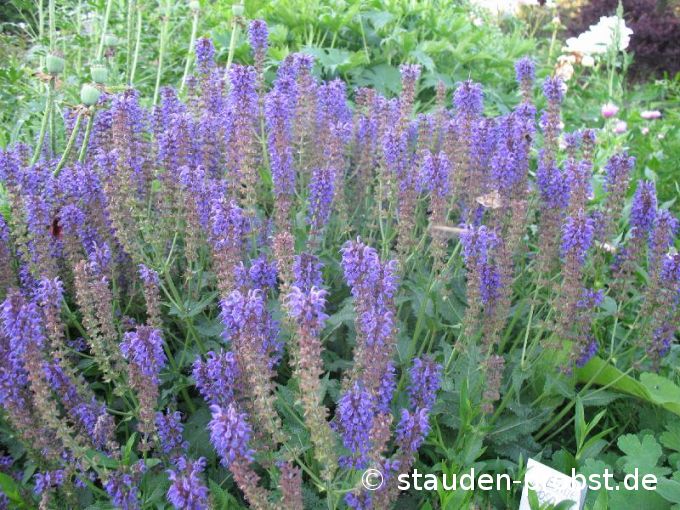Salvia nemorosa 'Mainacht' - Gartensalbei