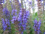 salvia-nemorosa-mainacht