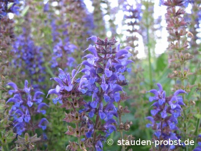 Salvia nemorosa 'Mainacht' - Gartensalbei