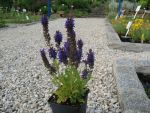 salvia-nemorosa-marcus-2