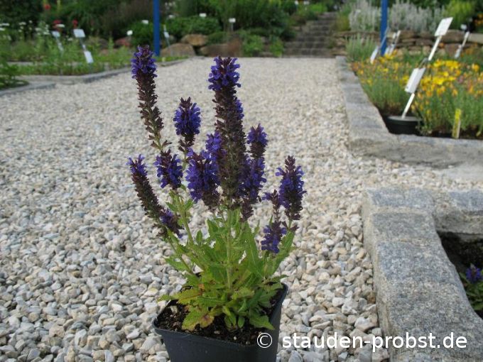 Salvia nemorosa 'Marcus' - Gartensalbei