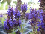 salvia-nemorosa-marcus