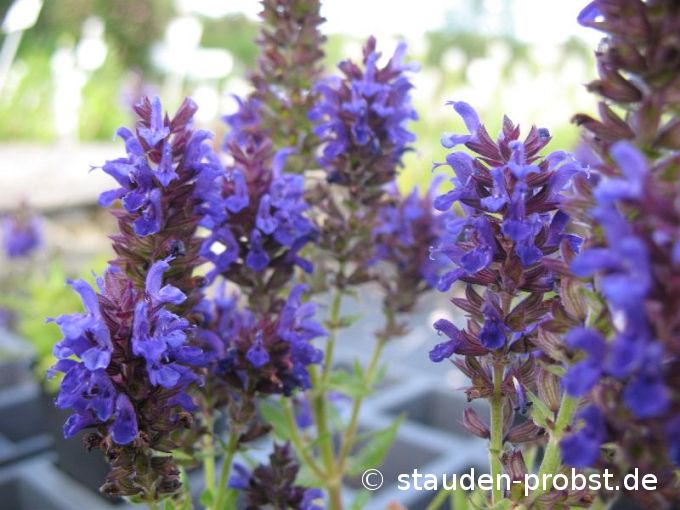 Salvia nemorosa 'Marcus' - Gartensalbei