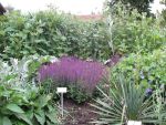salvia-nemorosa-ostfriesland-2