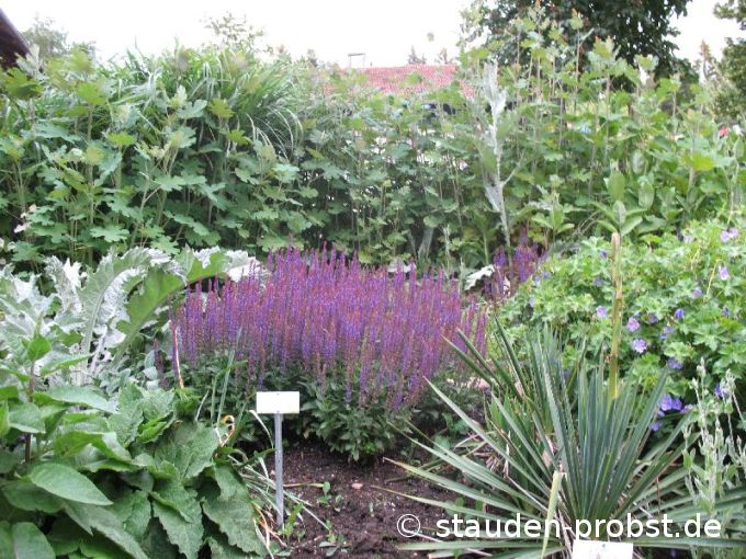 Salvia nemorosa 'Ostfriesland' - Gartensalbei