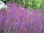 salvia-nemorosa-ostfriesland