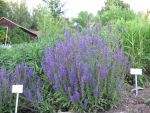 salvia-nemorosa-ruegen-2
