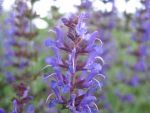 salvia-nemorosa-ruegen